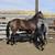 2 yo Bay Mare Horse 8 thumbnail