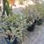 Free Jade Plants and Cactus 1 thumbnail