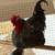 Couple extra roosters 1 thumbnail
