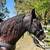 Registered gaited rocky filly 1 thumbnail