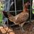 Blueface Hatch Pair 2 thumbnail
