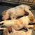 Brittany spaniel puppies 3 thumbnail