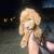 Golden doodles 7 thumbnail
