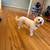 Bichon Frise for Rehoming 5 thumbnail