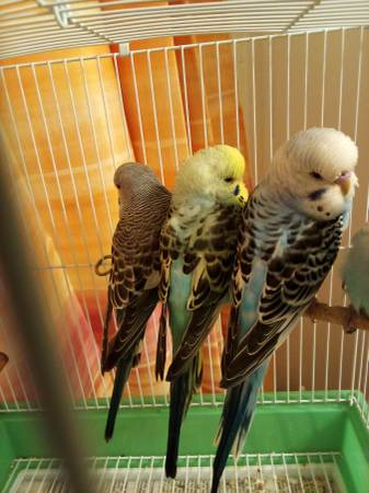 Large parakeet (English) (Minford)64022841727618121