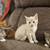 Farm kittens 8 thumbnail