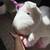 Free - Giant stuffed unicorn - 48" long x 36" tall 2 thumbnail