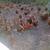 Gallinas ponedoras/ laying hens 1 thumbnail