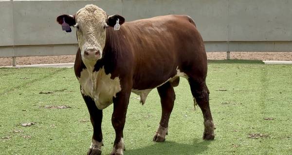 Polled Hereford Bull Sale or Lease 1