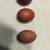 Purebred French Black Copper Marans Fertile Hatching Eggs 5 thumbnail