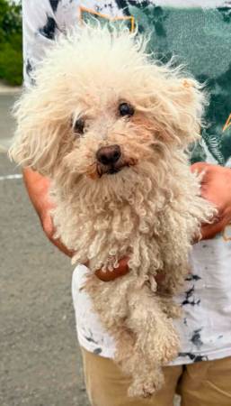 ¿PERRO ENCONTRADO EN SONOMA - ¡POR FAVOR COMPÁRTELO! ? (sonoma)