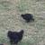 Bantam cochins & silkies 4 thumbnail