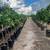 Rio Red Grapefruit Trees 5-6 Years old - 5-6 Feet Tall $120 3 thumbnail