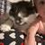 Beautiful female fixed maine coon mix 2 thumbnail