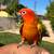 Sun conure 4 thumbnail