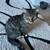 Rehoming 1 yr old Tabby 2 thumbnail