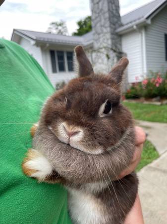Netherland Dwarf doe (24243)63673422423809120