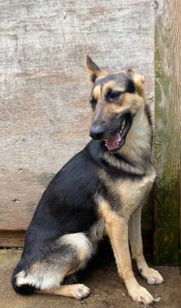 German shepherd female rehome (loganville)63739476511617124
