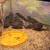 Button Quail 2 thumbnail