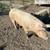 Breeding hogs for sale 4 thumbnail
