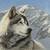 Wildlife Print - Timber Wolf 2 thumbnail