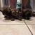 Shi Tzu Puppies for sale 8 thumbnail
