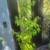 6ft Capulin Cherry Tree 1 thumbnail
