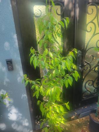 6ft Capulin Cherry Tree 1
