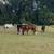 Horse Boarding in Parrish 11 thumbnail
