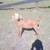 Boer Doeling goats 3 thumbnail