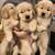 Golden retriever puppies 3 thumbnail