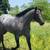 2022 AQHA Blue Roan Stallion STANDING AT STUD 5 thumbnail