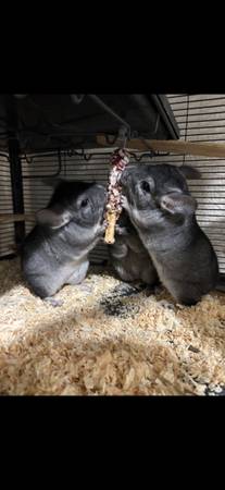 chinchillas rehoming (San Jose)63861571316099122