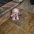 Rehoming puppy 4 thumbnail