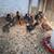 Pullet Chicks and juvenile pullets. Several breeds 6 thumbnail