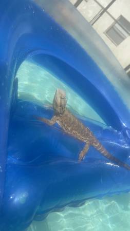 Bearded dragon with tank and accessories (Port Richey)64002557172225120