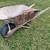 Wheel barrow 1 thumbnail