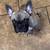 Make French bulldog 2 thumbnail