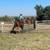 Horse Training 2 thumbnail