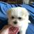 Maltese Puppies For Sale 5 thumbnail