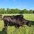 11 bred heifers and 44 farms bull 2 thumbnail