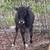 Purebred Mini Zebu Bull Calf - Calves - Cow 1 thumbnail