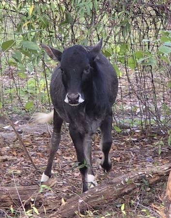 Purebred Mini Zebu Bull Calf - Calves - Cow 1