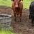 Bred red angus heifer 1 thumbnail