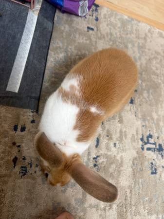 Bunny need gone asap (Fremont)603282511590871044