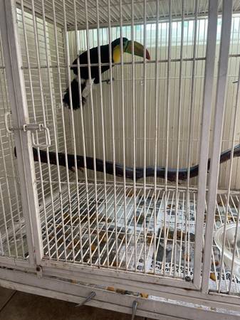 Loros  parrots  birds 1