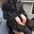 2 puppies left  there is mom and dad in the picture 4 thumbnail