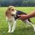 Beagle puppies 1 thumbnail