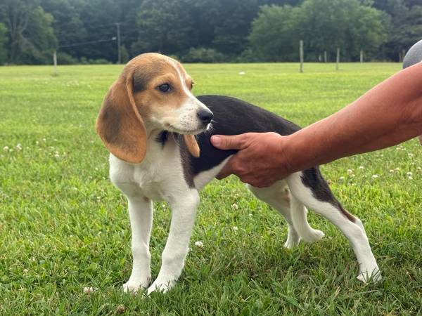 Beagle puppies 1