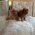 Tous poodles 11 thumbnail